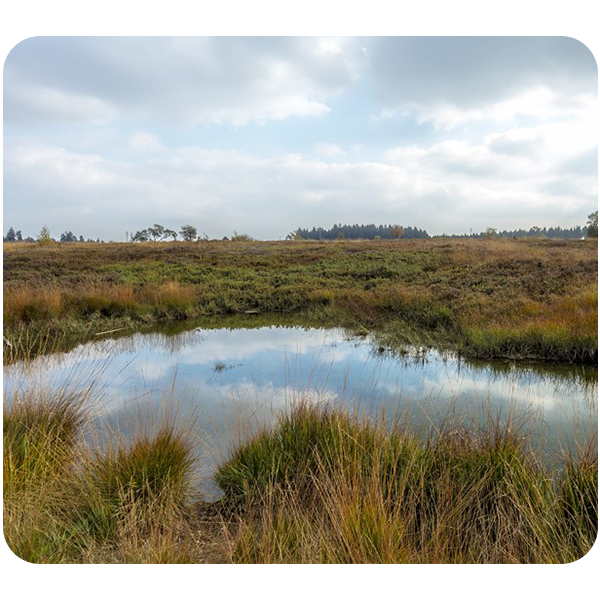 Paysage About us - bords arrondis